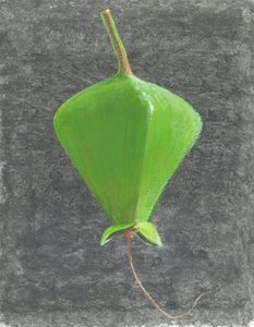 Barringtonia Acutangula (acrílico sobre papel)